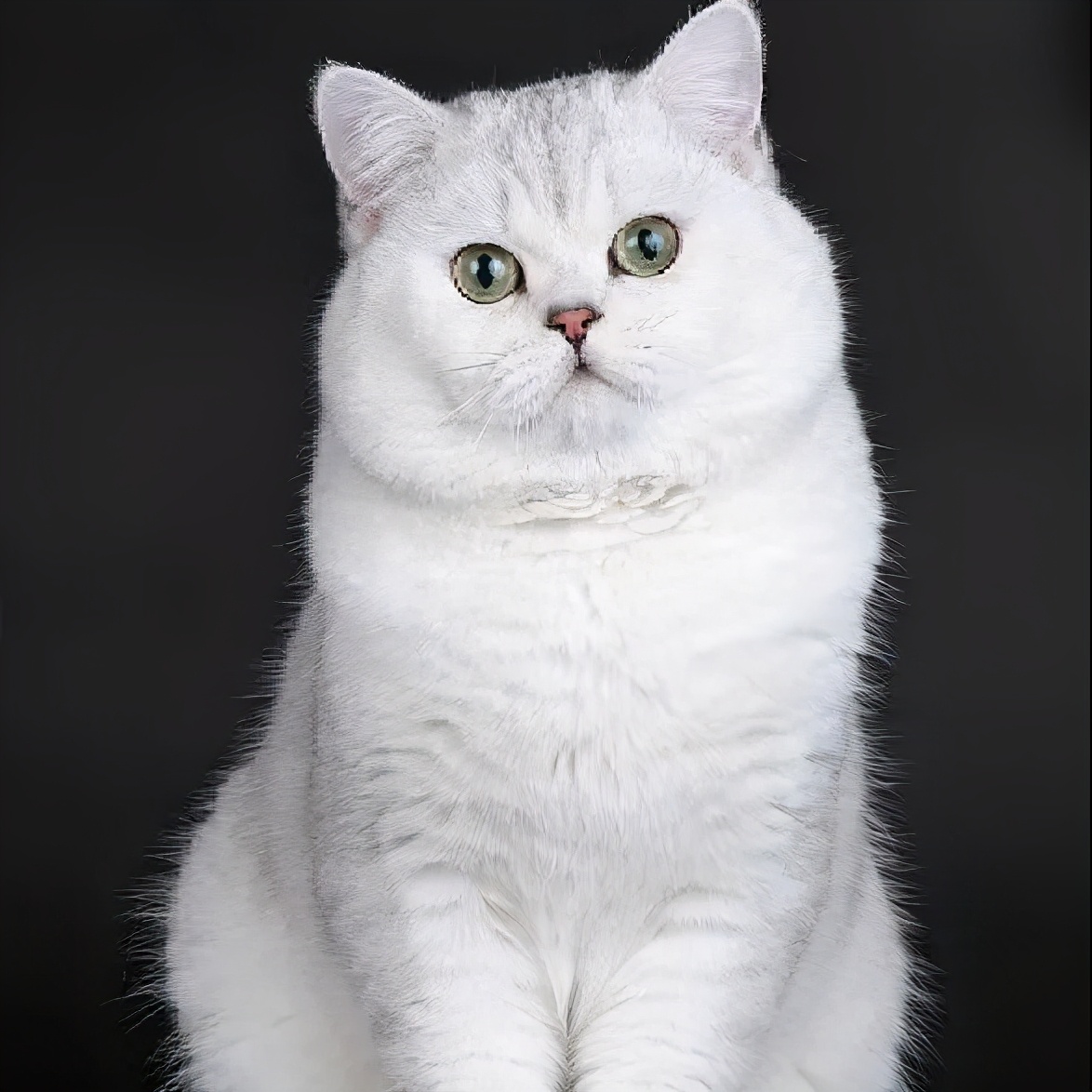 银点价格英国短毛猫丨银渐层