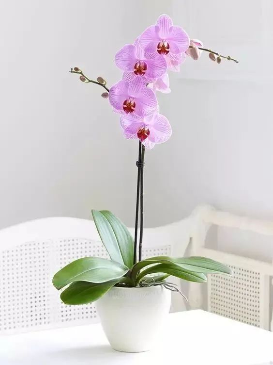 常见50种植物（50种常见的室内盆栽绿化植物）