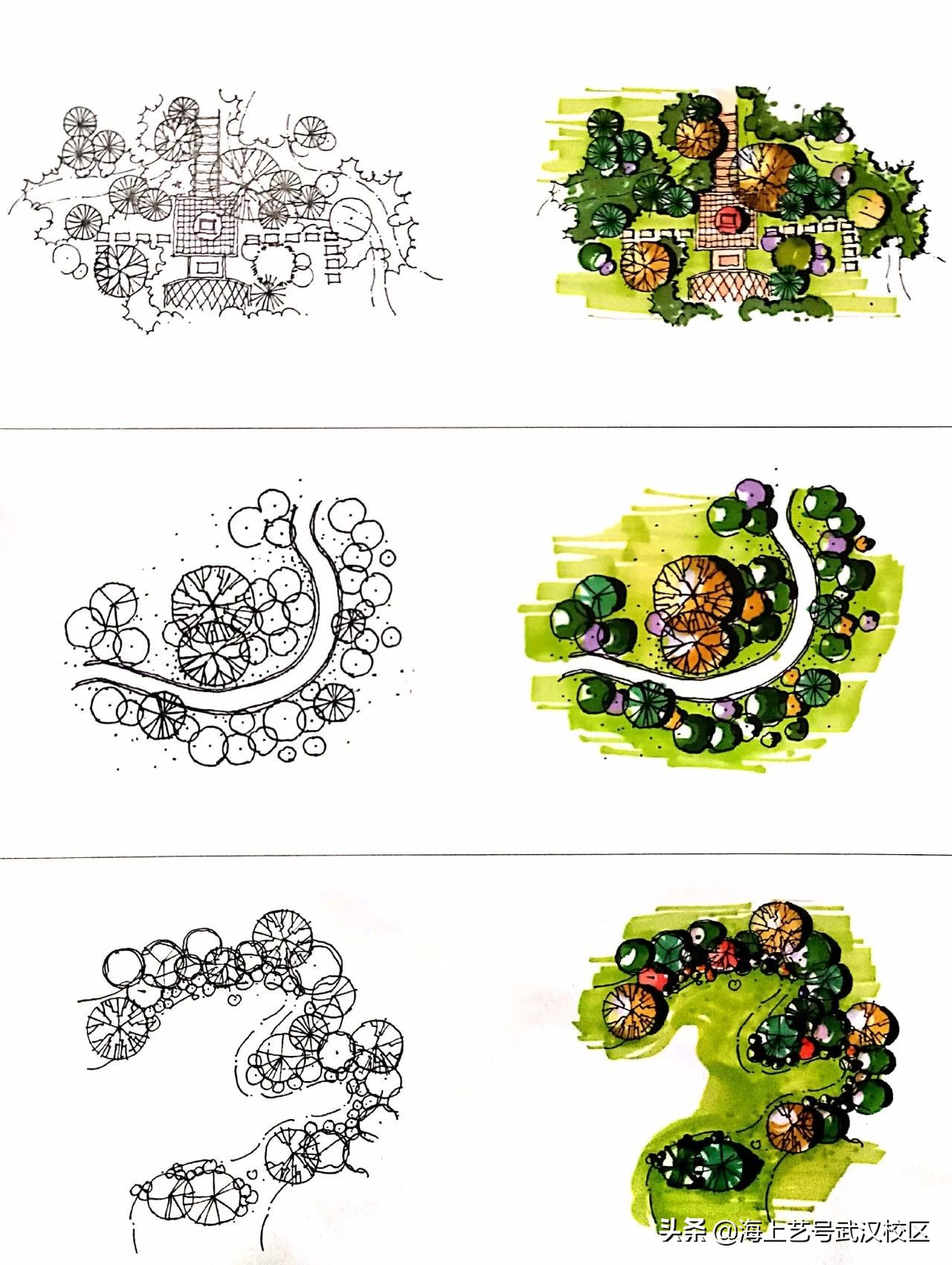 干货分享|植物的平面图画法