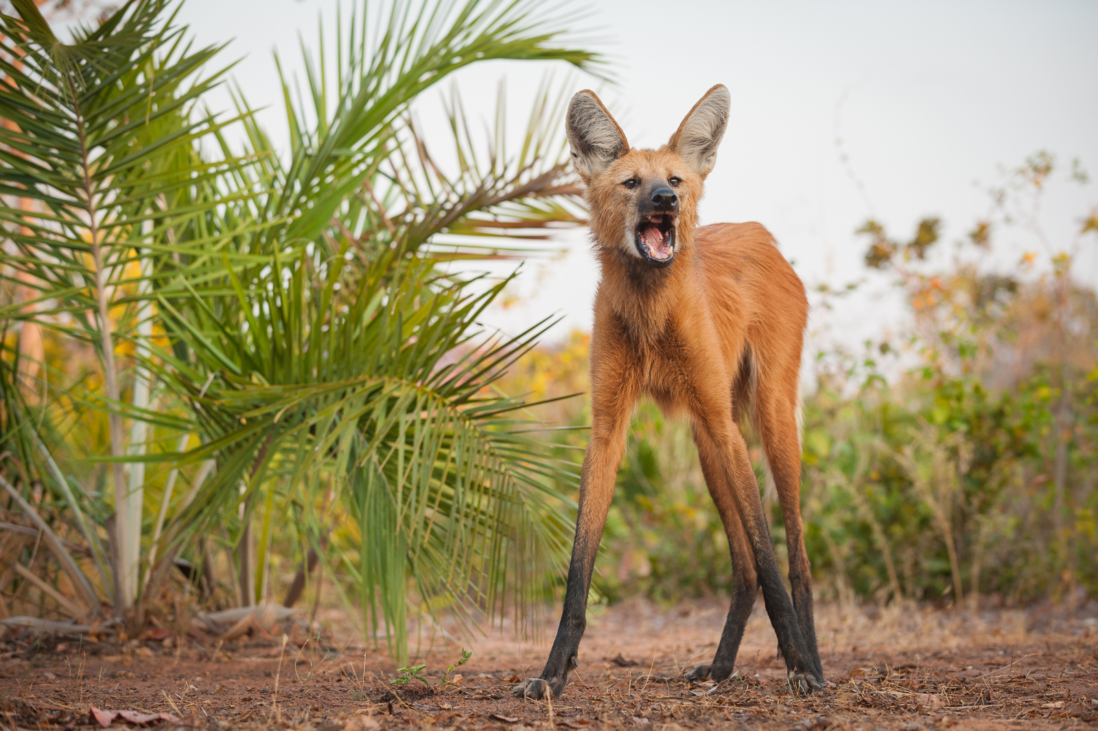 生活在巴西的鬃狼，活生生就是穿着黑丝的“长腿狗子”