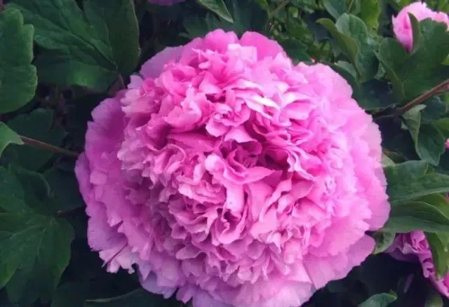 100种名贵牡丹鉴赏 绘画好素材（报花名）