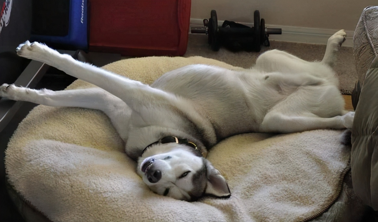 笑死了,狗狗这些睡姿,一个比一个奇葩