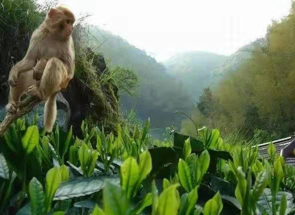 太平猴魁有什么品牌，你更喜欢哪个品牌的太平猴魁茶