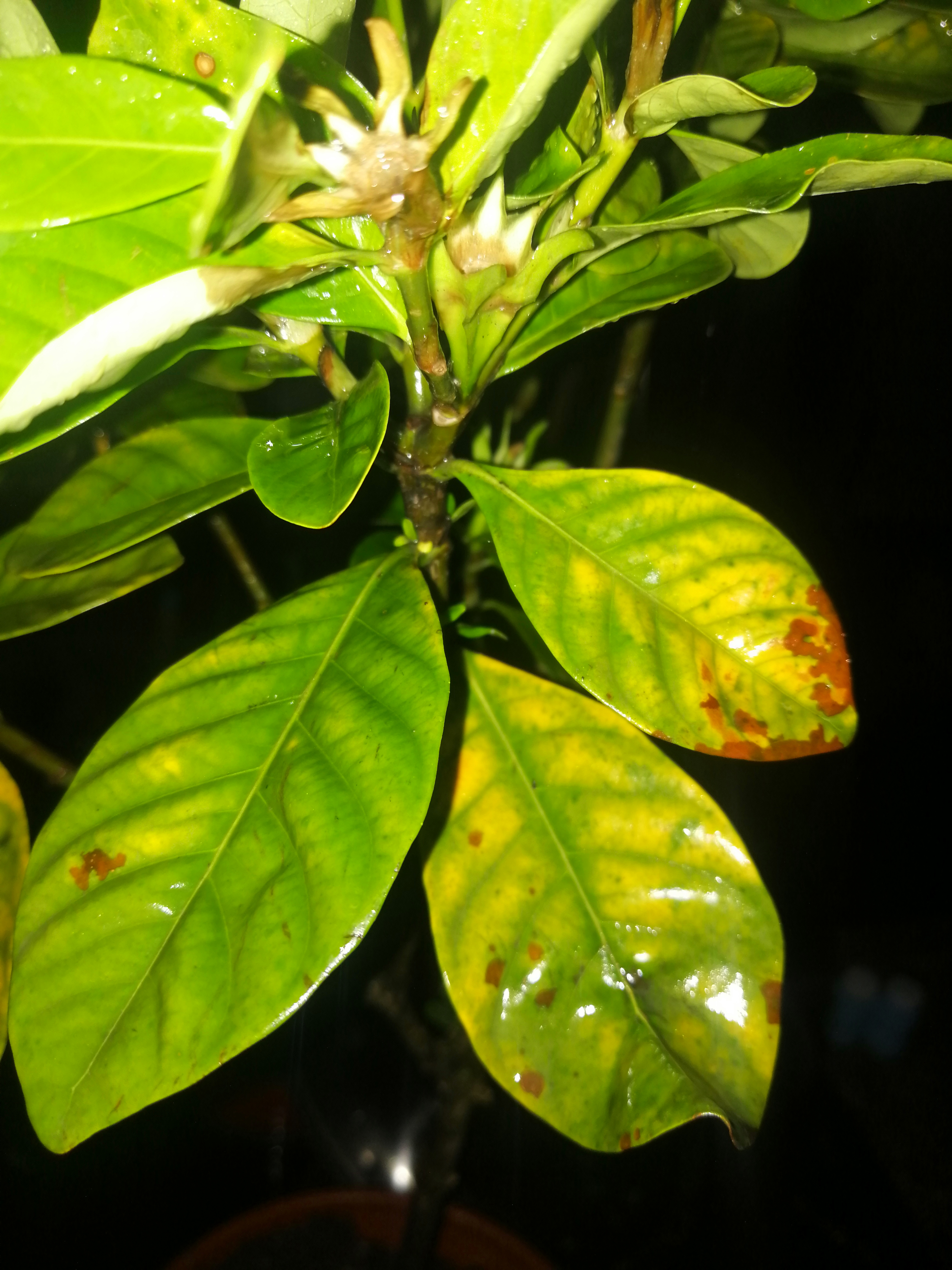 栀子花叶子发黄干枯掉叶子怎么办 月季花的养殖方法 -新时代资讯