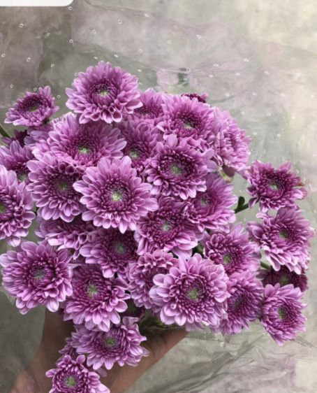 小雏菊花期（小雏菊花期较长养护得当可更长）