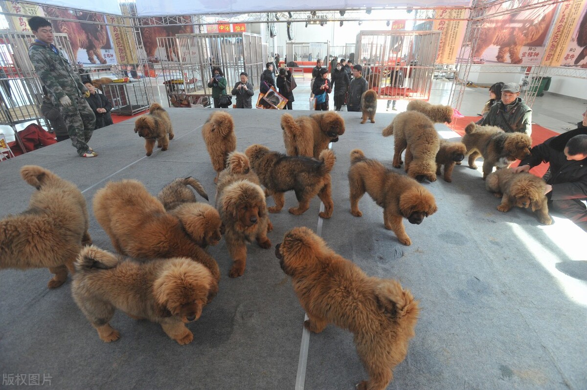 这只藏獒从獒王到流浪狗，再到高原战獒，其命运变化发人深省