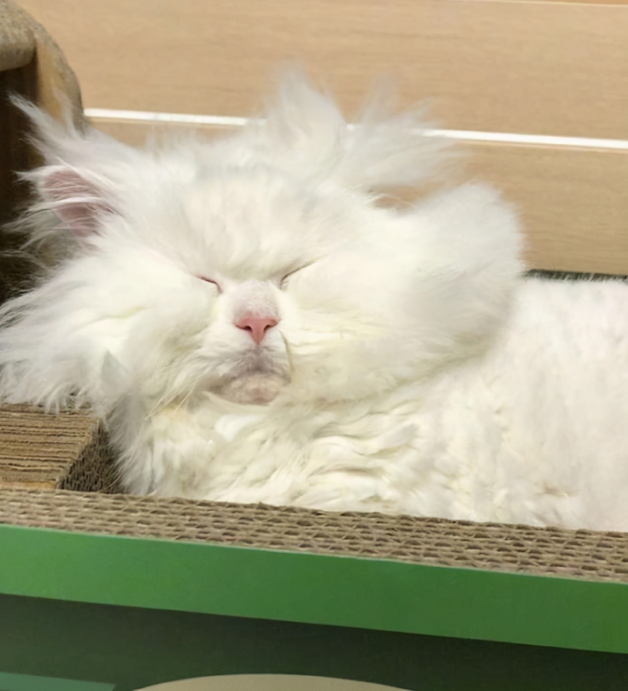 40张"憨猫"照片,被国外网友疯传:笑死人,傻猫真不是白叫的