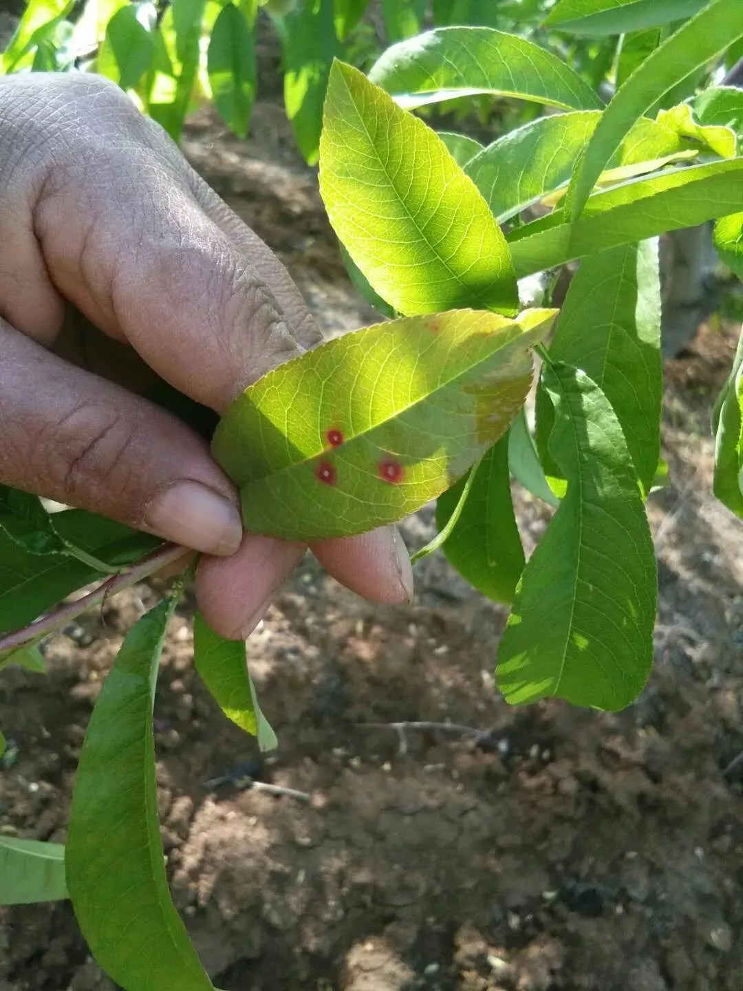 农用硫酸链霉素（防治桃树细菌性穿孔病常用药剂介绍）