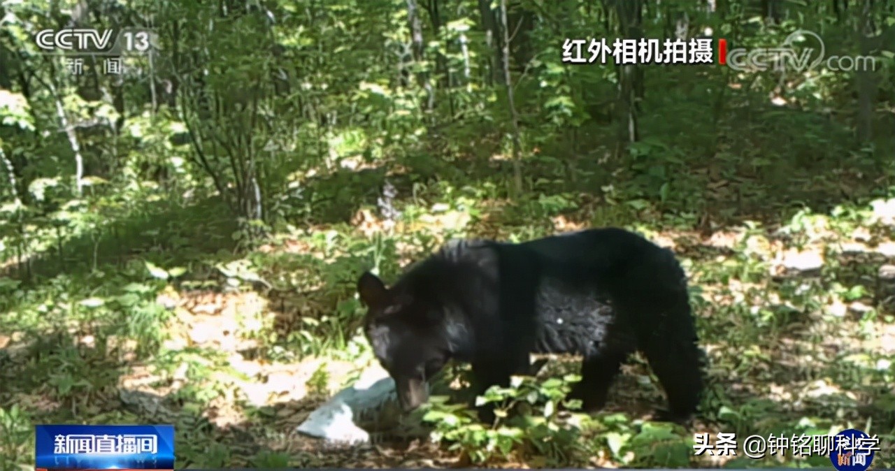 极端大暴雪袭击东北！农村猪牛被冻死，野猪和东北虎会受灾吗？