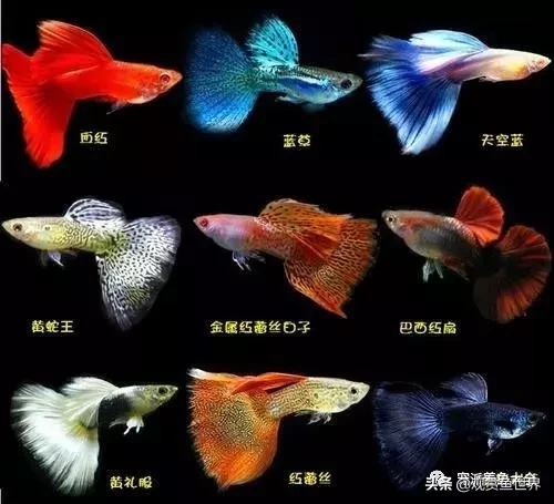 孔雀鱼品种,孔雀鱼品种大全72种珍藏版