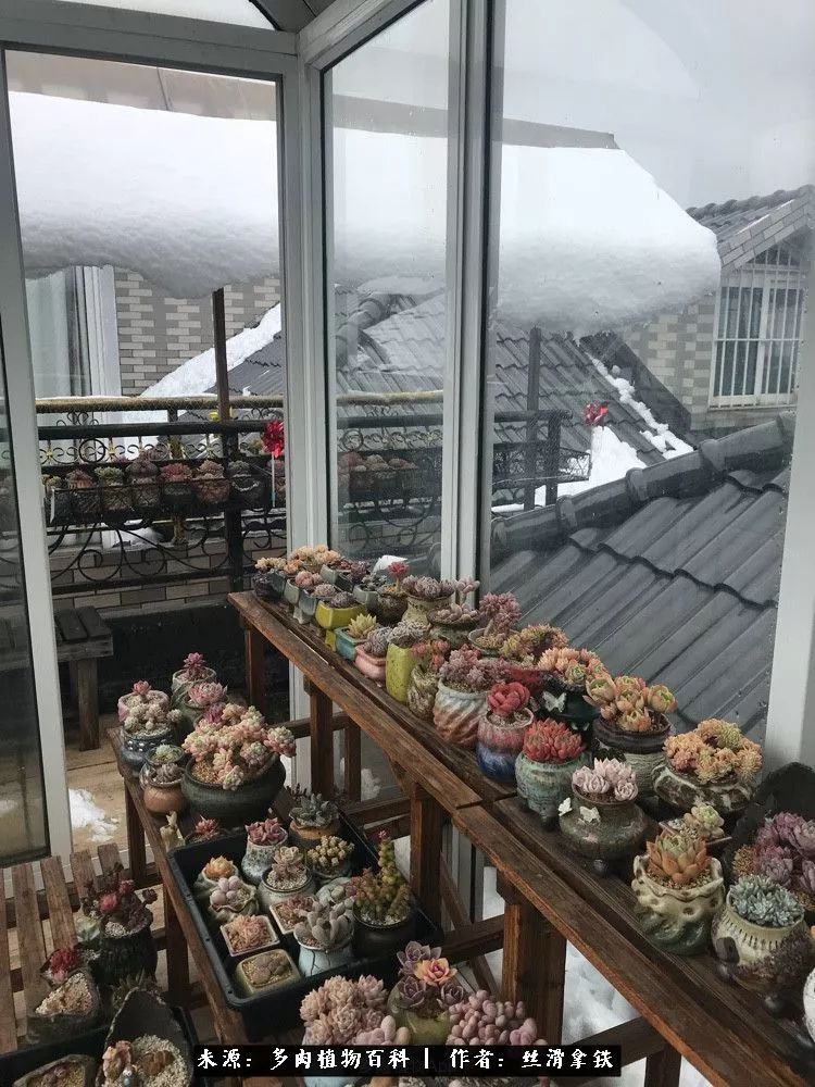 雪融花:雪中赏多肉,瑞雪兆丰年!