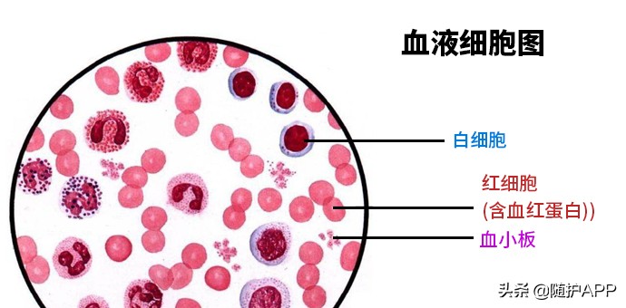 红细胞和白细胞的特征图片