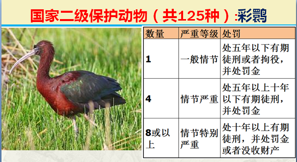 国家保护动物分几个等级（125类二级野生保护名录）