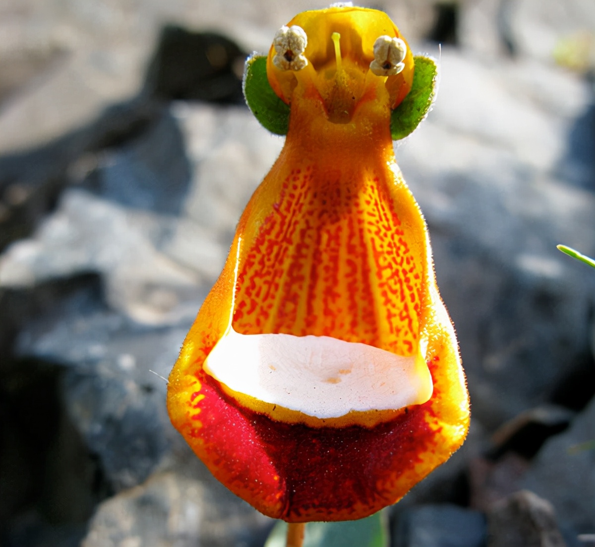 裸体男人的意大利红门兰(世上没有最漂亮的花,只有更漂亮更奇特的花)