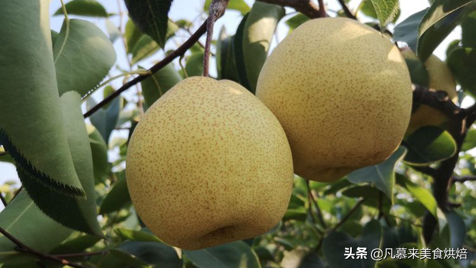 苹果梨图片（盘点全国最好吃的50种梨快收藏）