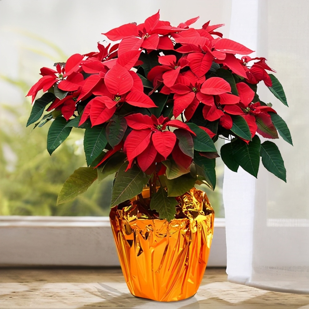 百合花在生活大多以切花的形式出现,很多人都喜欢在家里摆放一些,清香