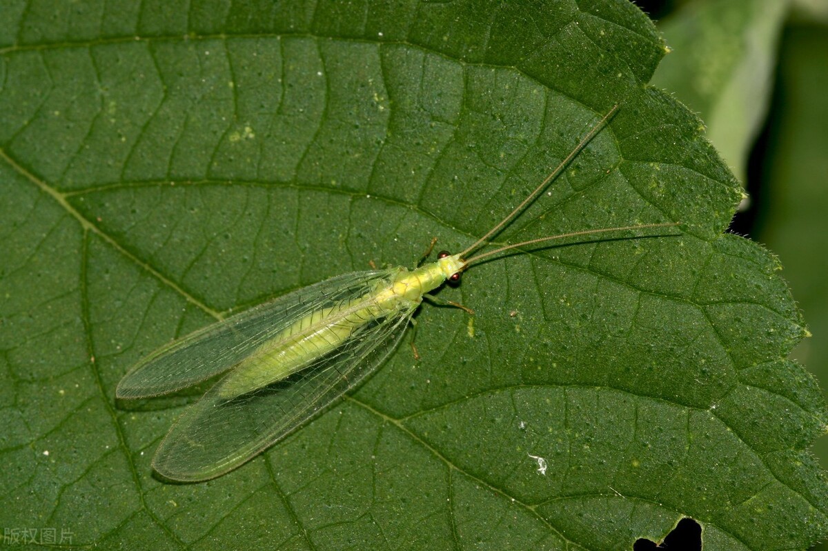 草蛉虫咬人吗(草蛉虫怎么赶走) - 风集网