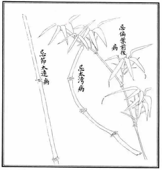 不会画竹子?教你最常见竹子画法,简单易学,快收藏起来临摹学习
