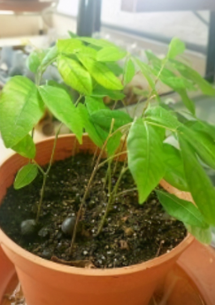 盆栽龙眼的种植期