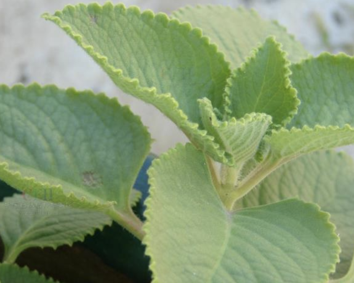 排草图片,菹草图片