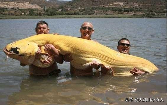 同样是吃人的鲶鱼：为何印度巨魾濒临灭绝，欧鲶却因被遗忘而泛滥