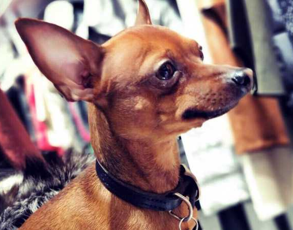 为什么不建议养小鹿犬，饲养小鹿犬的注意事项