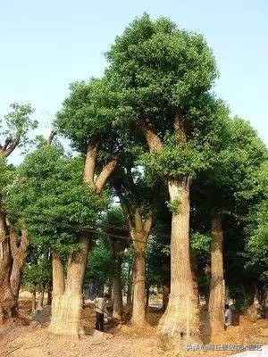 常绿乔木有哪些（70多种常用常绿乔木图例宝典）