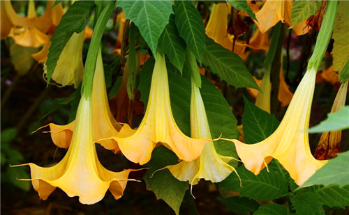 古代第一毒药鹤顶红是怎么做的?配方小孩都听过,你就是配不出来