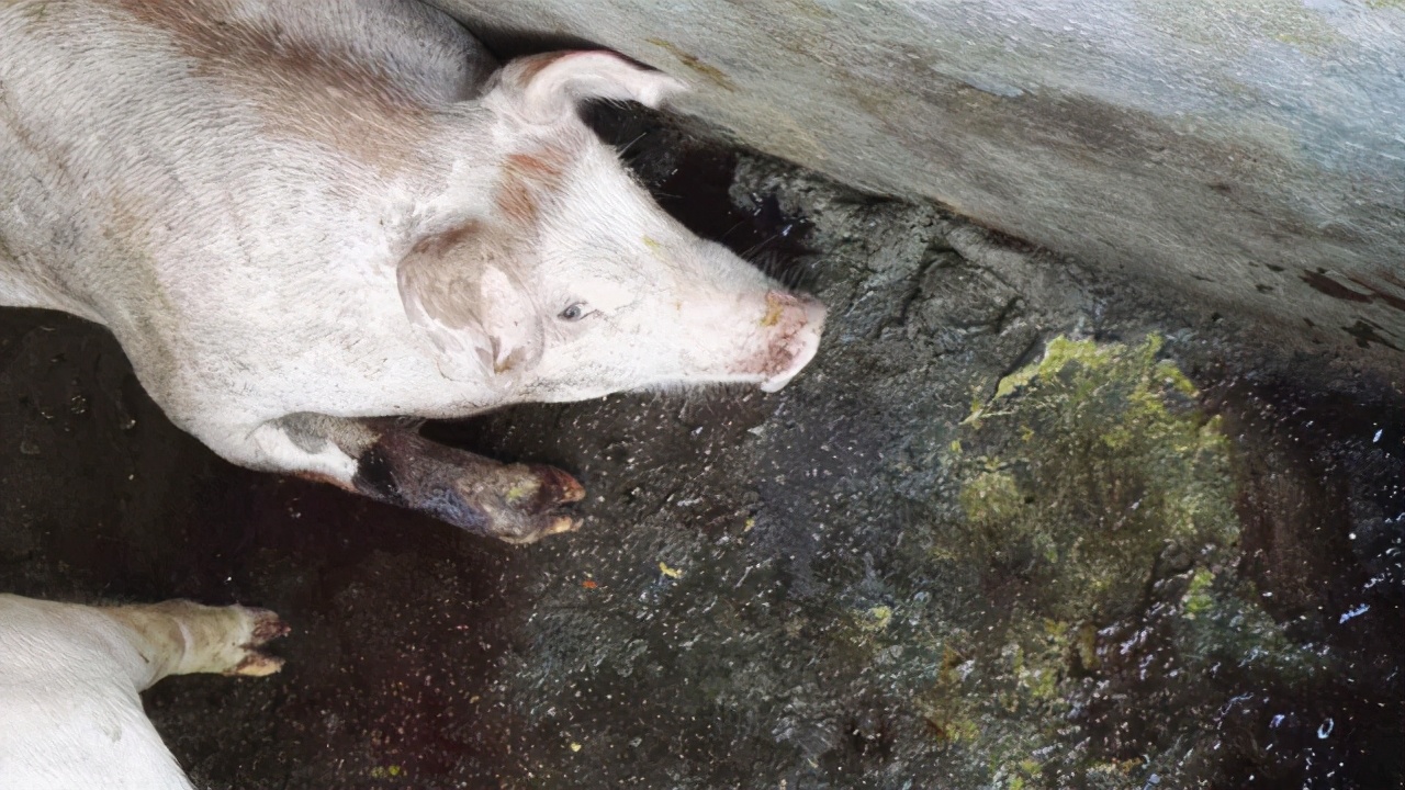 猪吐黄水粘液不吃食怎么治（猪吐黄水带粘液是什么原因）-第1张图片-科灵网