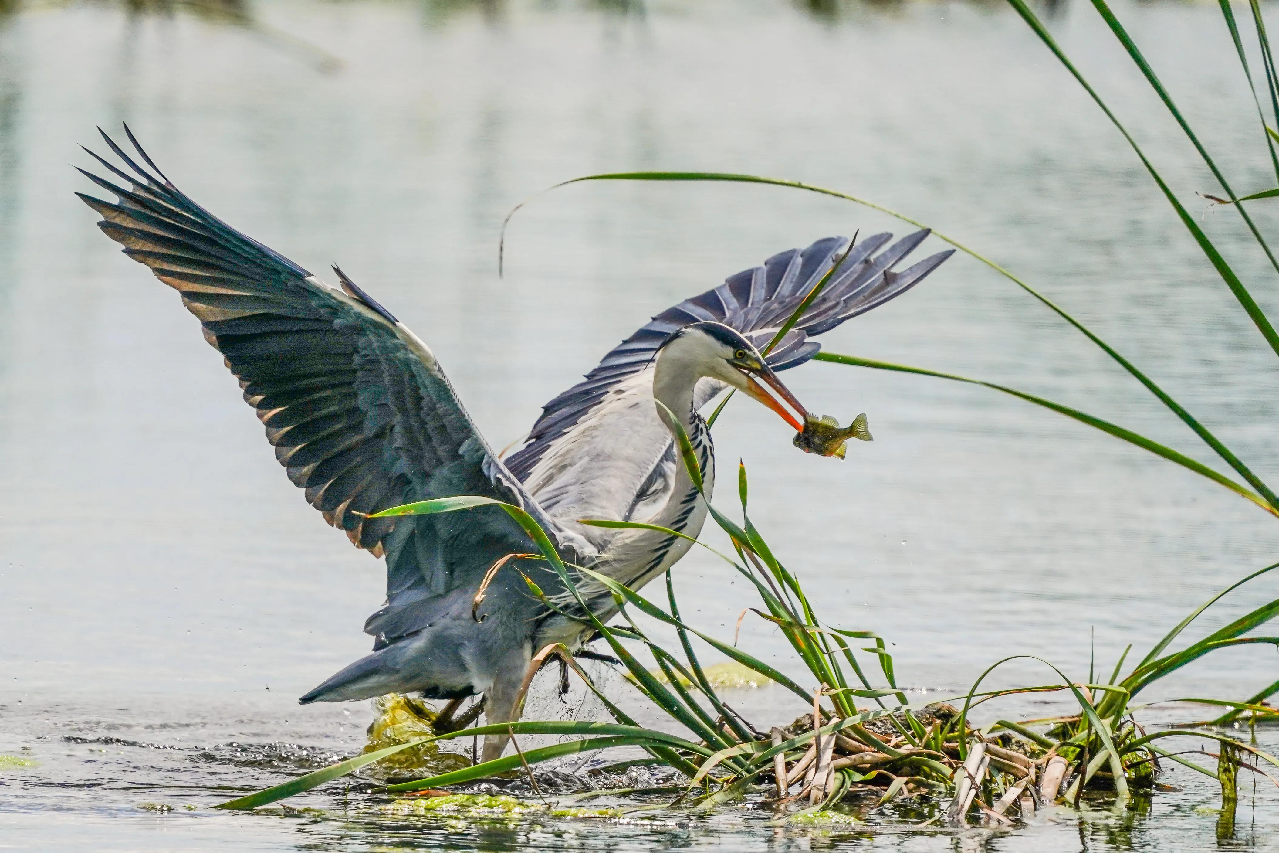 捕鸟的故事图片 _飞翔号