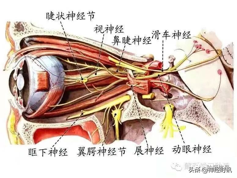 十二对颅神经解剖及损伤后表现