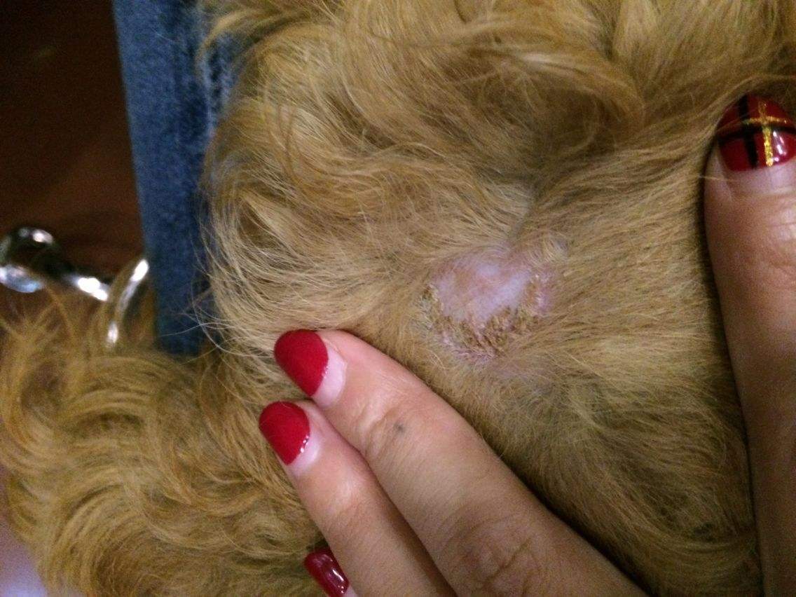 狗狗皮肤病不具传染性?殊不知有些病是人畜共患的