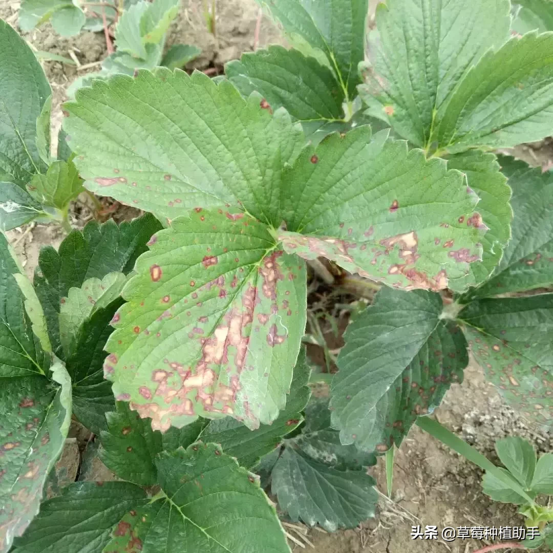 草莓叶子边缘发黑干枯（草莓叶子边缘发黑干枯用什么药）