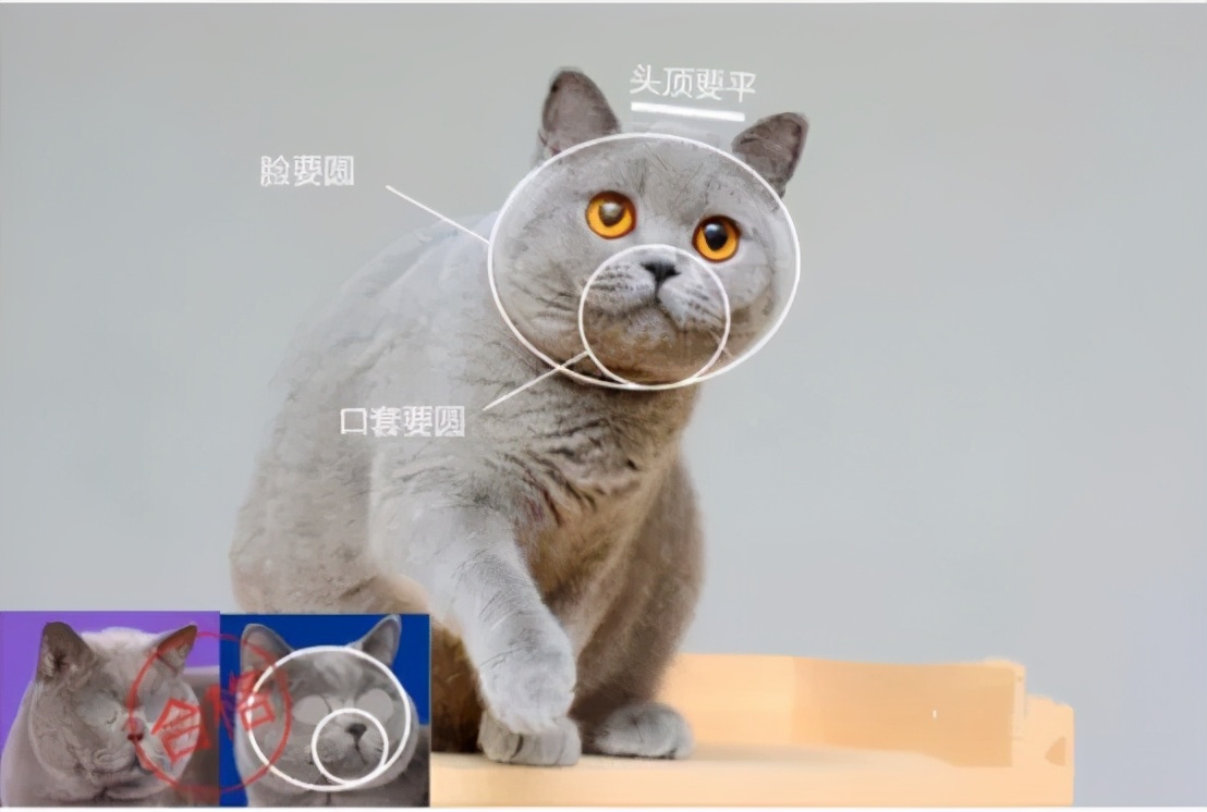 不纯的蓝猫有什么特点（蓝猫不纯的几个特征）-悠嘻资讯网