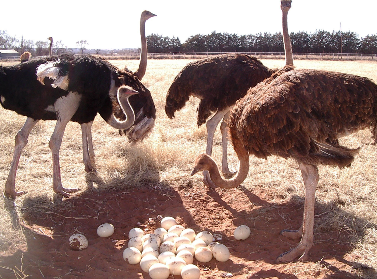 在雌鸵鸟下蛋之前,雄鸵鸟首要解决的问题就是筑巢.