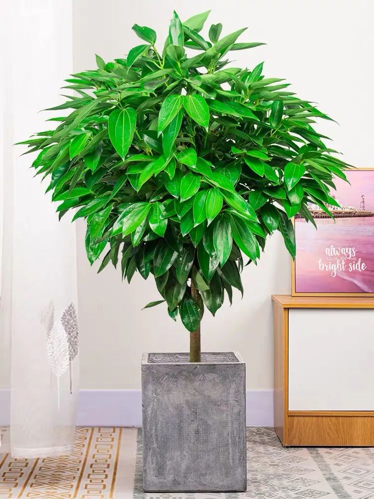 平安树摆放禁忌平安树的镇宅功效