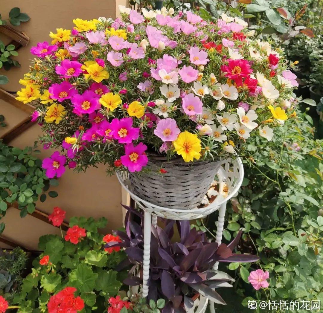 春天种什么花（春天最好养的20种花长得快）