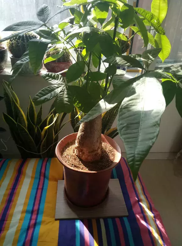 家里这3种富贵平安花,送人有讲究!