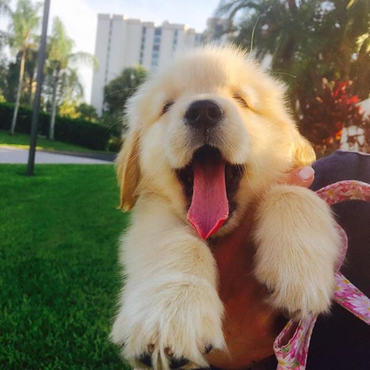 “养毛”心得：饲养金毛的真实经验，想让金毛更漂亮就赶紧学起来