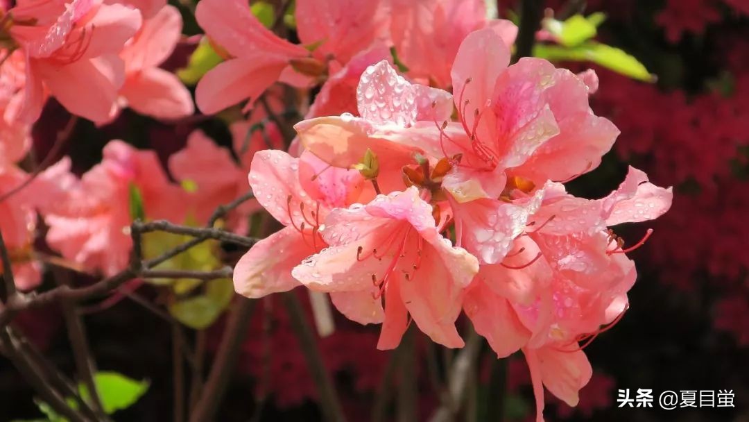 东京：根津神社，杜鹃花丛中的漫步