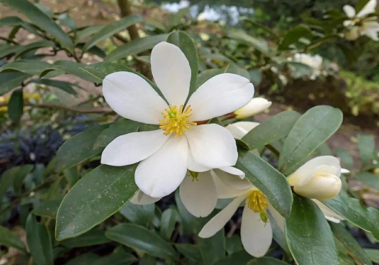 玉兰花花期多长时间（正确管理才能开花更美）