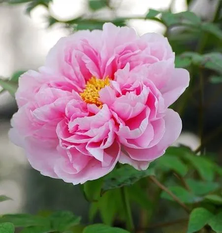 100种名贵牡丹鉴赏 绘画好素材（报花名）