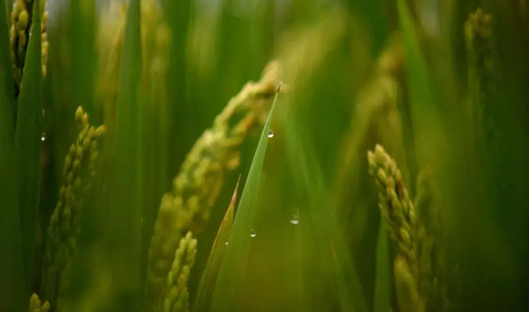 今日立秋 | 岁岁秋风起，今秋尤不同