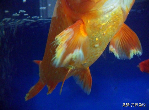 养鱼基础知识储备：观赏鱼鱼鳍烂了怎么办？病因和应对方法分享