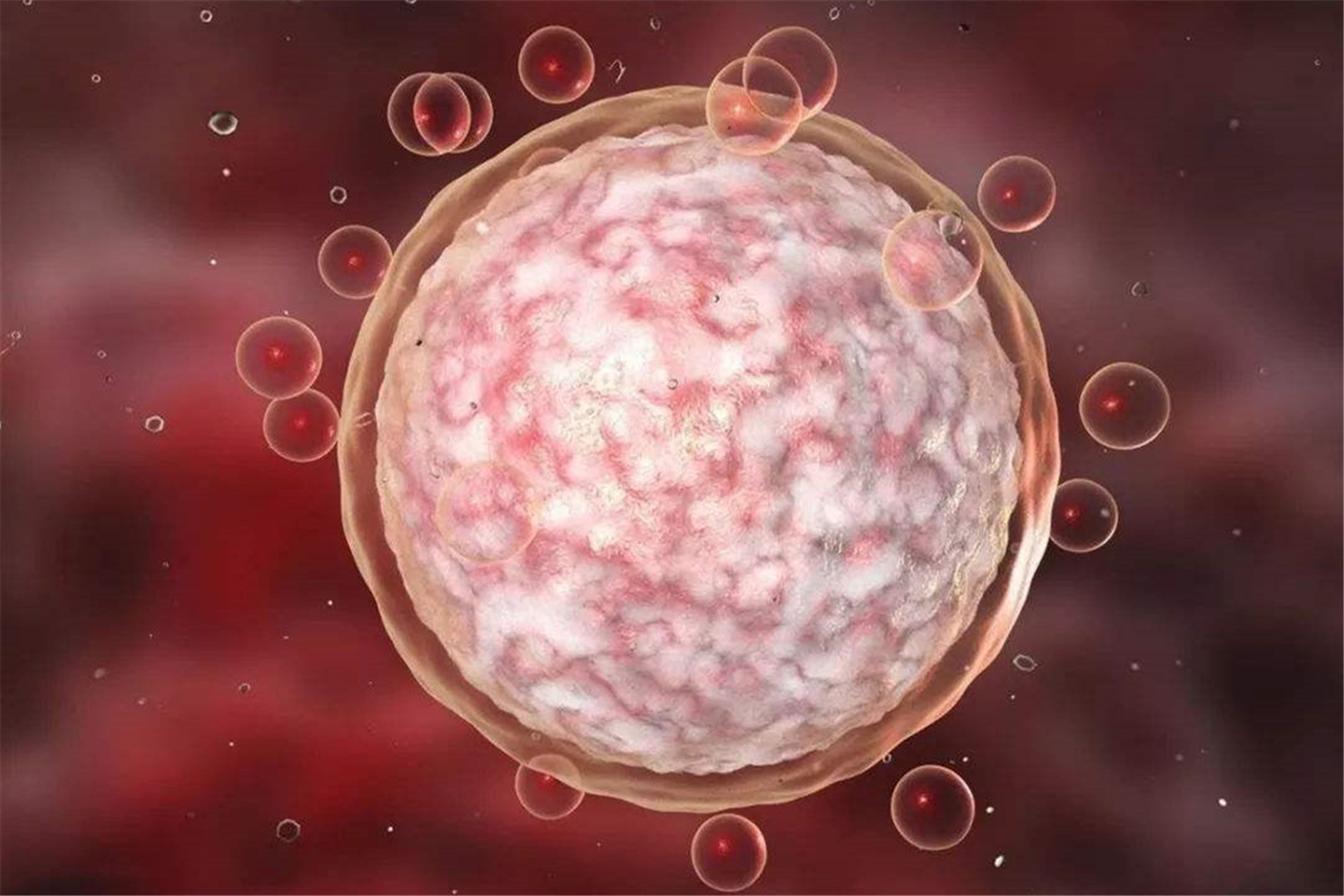 卵泡大小是否影响胎儿健康?若想卵子优质,"三要三不要"请记牢