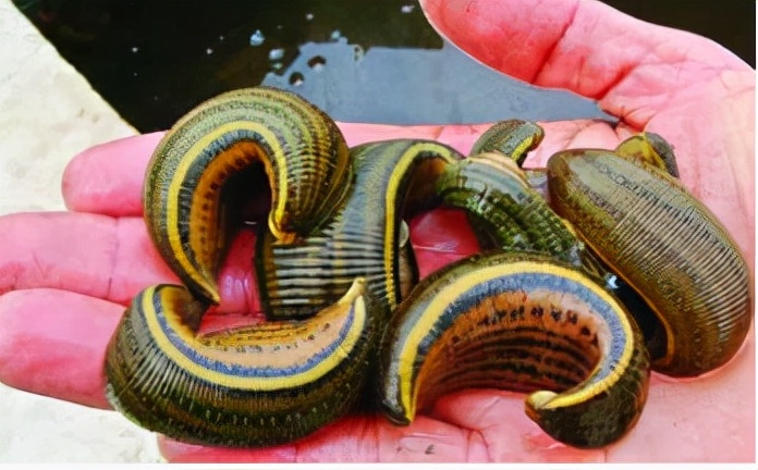 水蛭的药用价值 长期吃水蛭能打通脑梗塞吗-百科叔叔