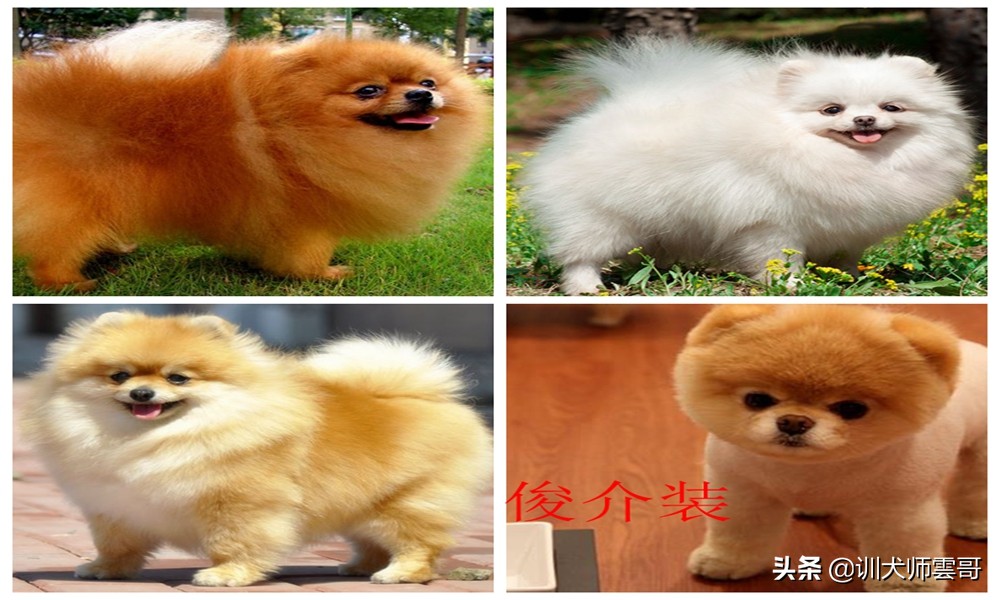 小型宠物狗(小型宠物狗排名前十)