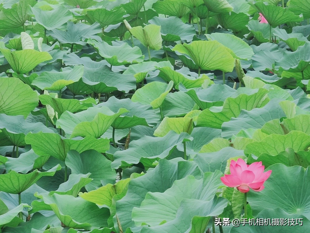 荷花这样拍，你能在朋友圈里“骗”来更多赞