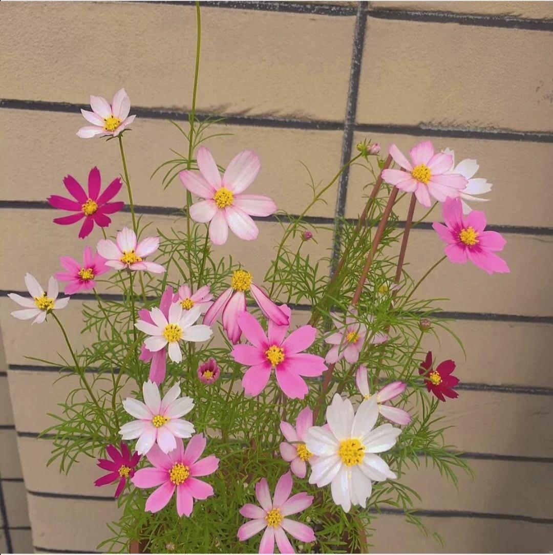 花草的图片大全（100种常见花图鉴一览表）