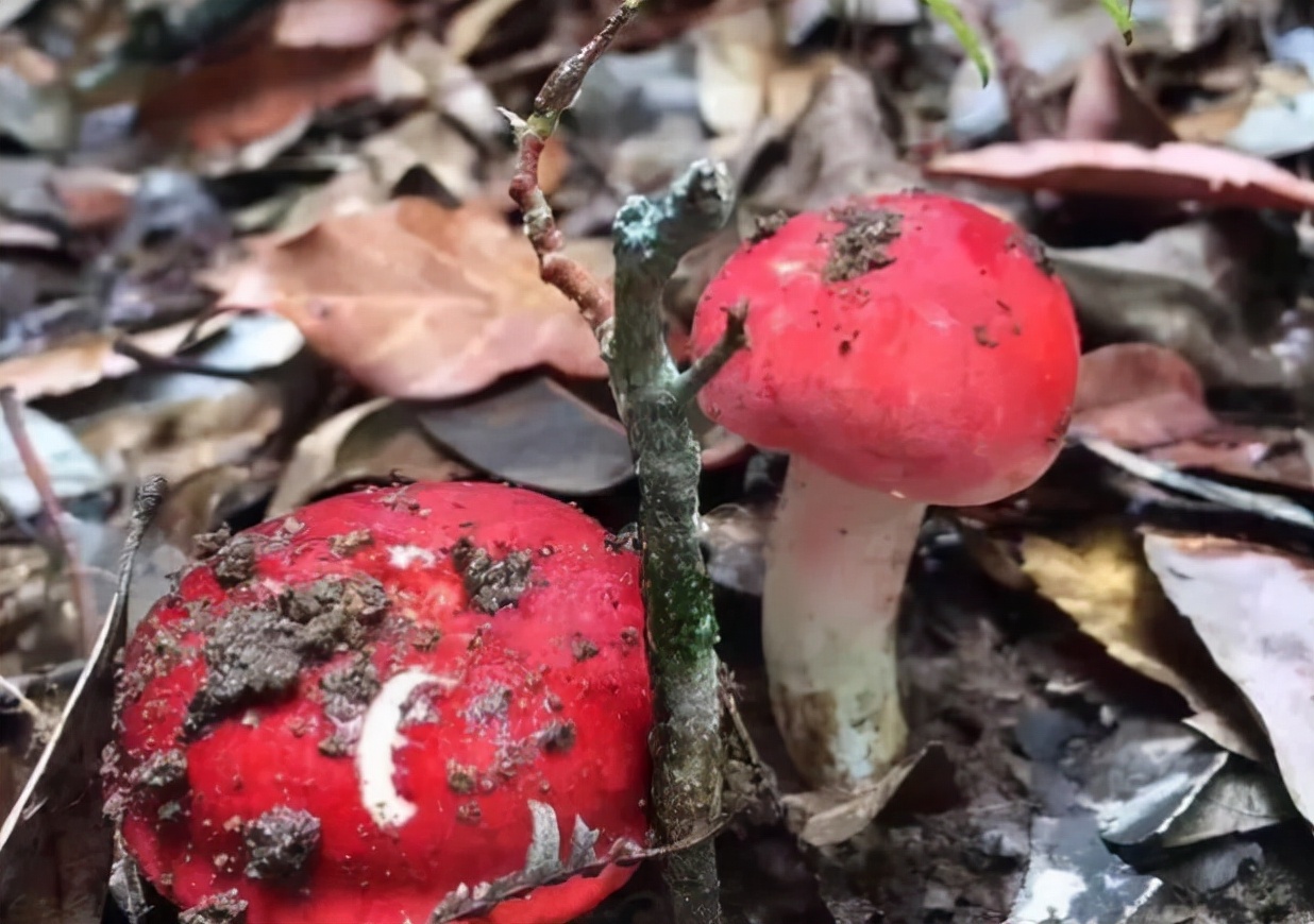 红菇:披着红色外衣的,常被人当成毒蘑菇,却千元1斤无法种植